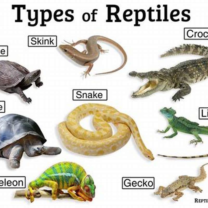 What makes snakes different from other reptiles? - DIY Seattle