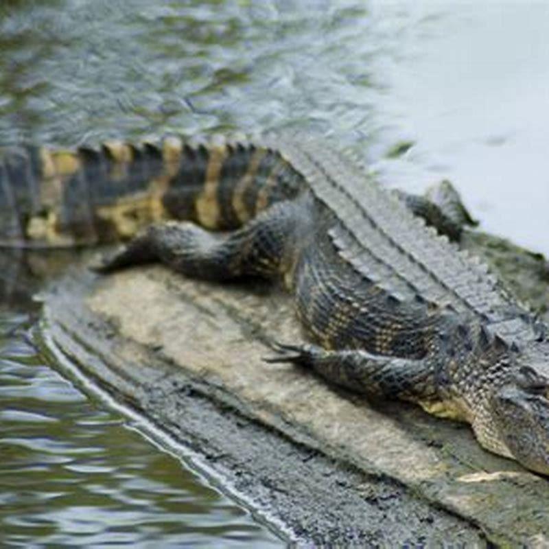 What reptiles live in water and land?