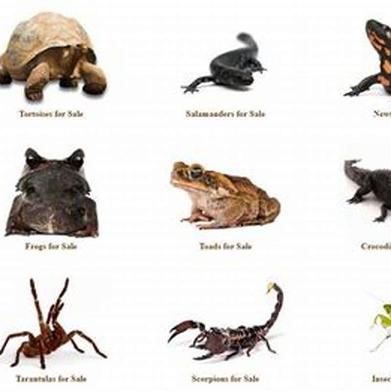 Where is backwater reptiles located?