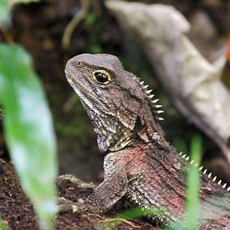 Where is the tuatara found?