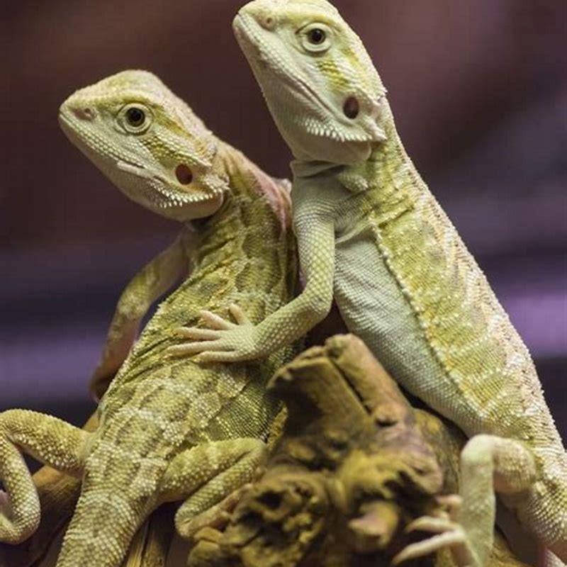 Why are animals called reptiles? DIY Seattle