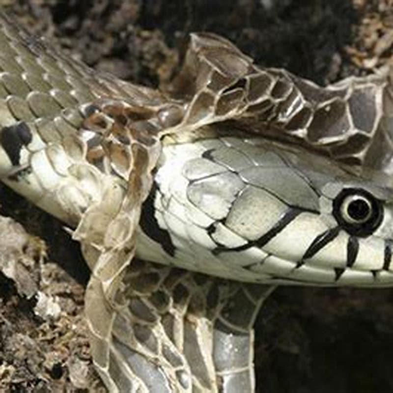Why Lizards Shed Their Skin - Featured Image