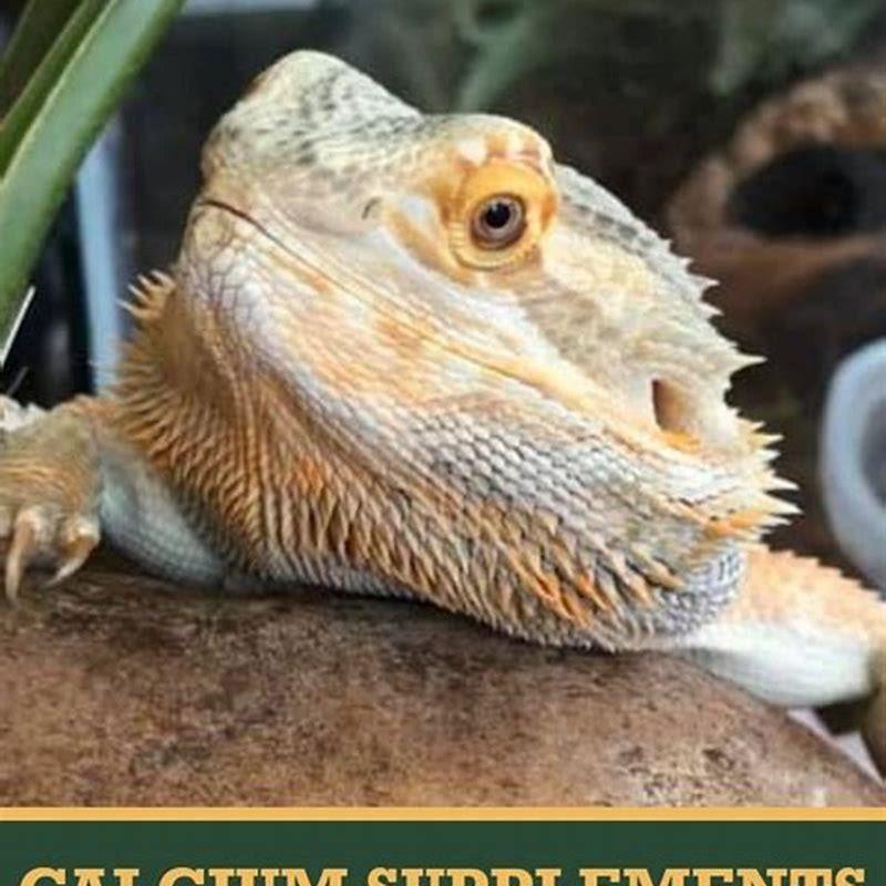 Why is calcium important for bearded dragons?