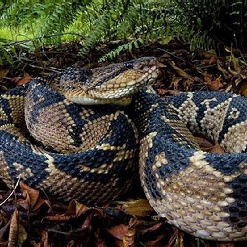 Will a bushmaster snake chase you? - DIY Seattle