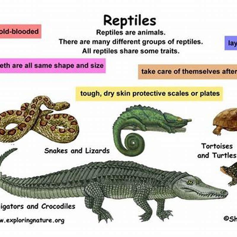 What are the classifications for a reptile? - DIY Seattle