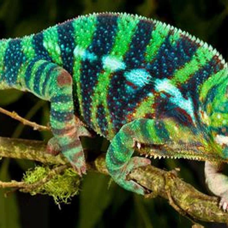 What do reptiles do?
