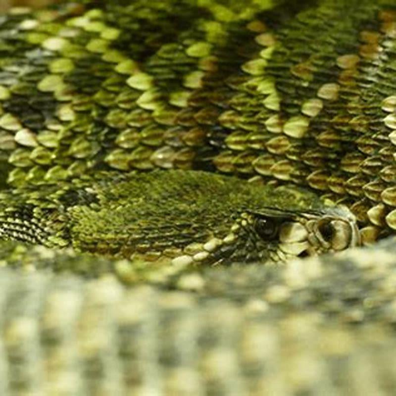 What protein are reptile scales made of?