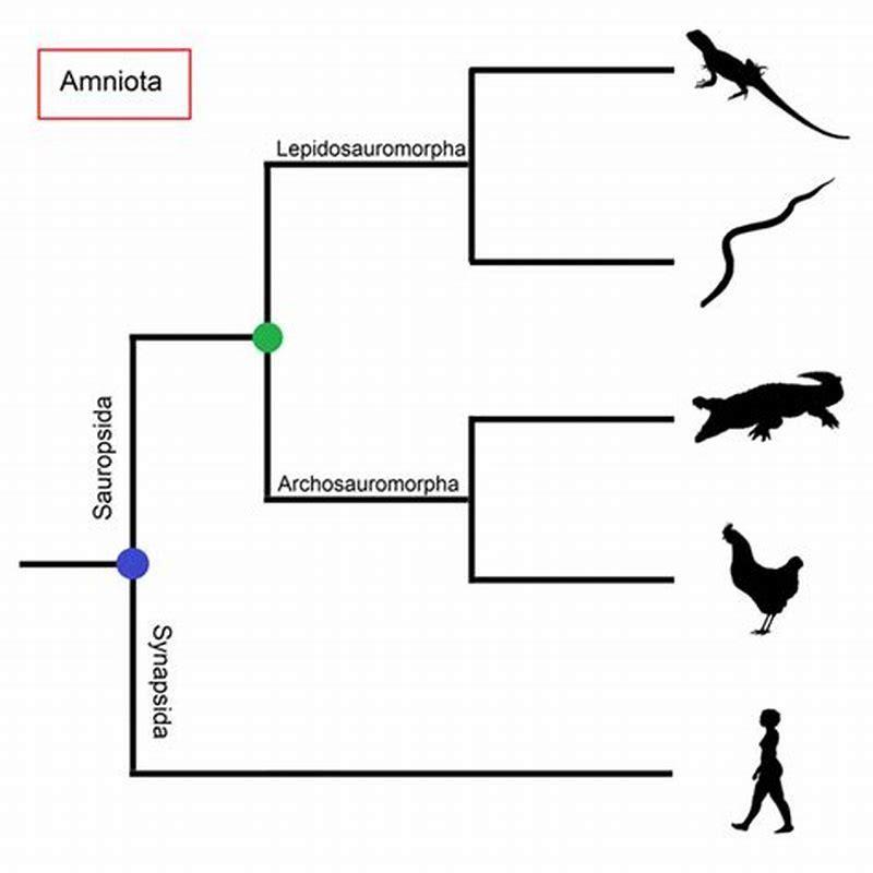 Why are dinosaurs considered reptiles? - DIY Seattle