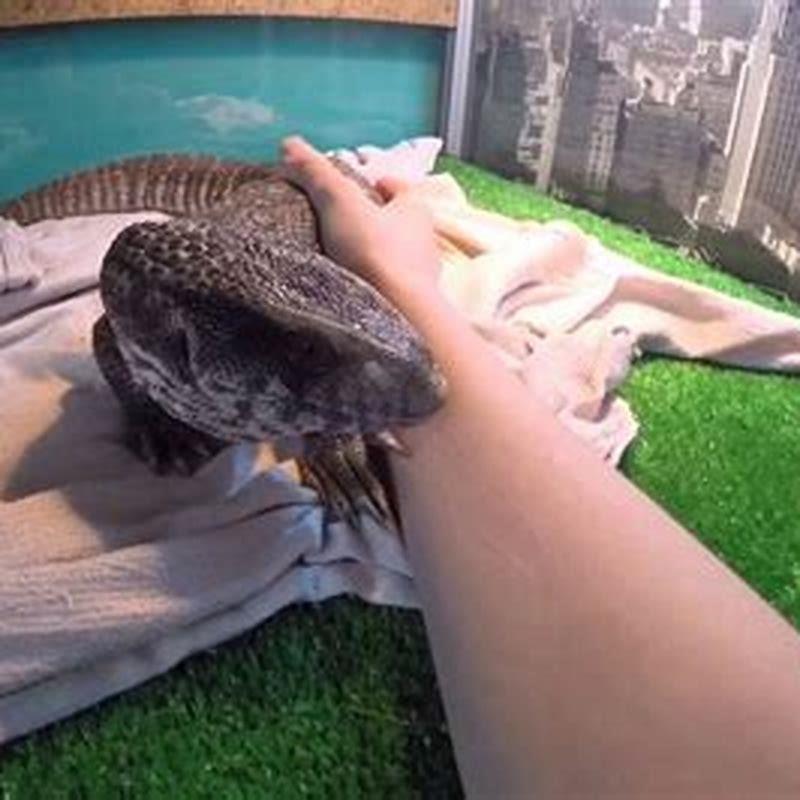 Why are reptiles not affectionate?