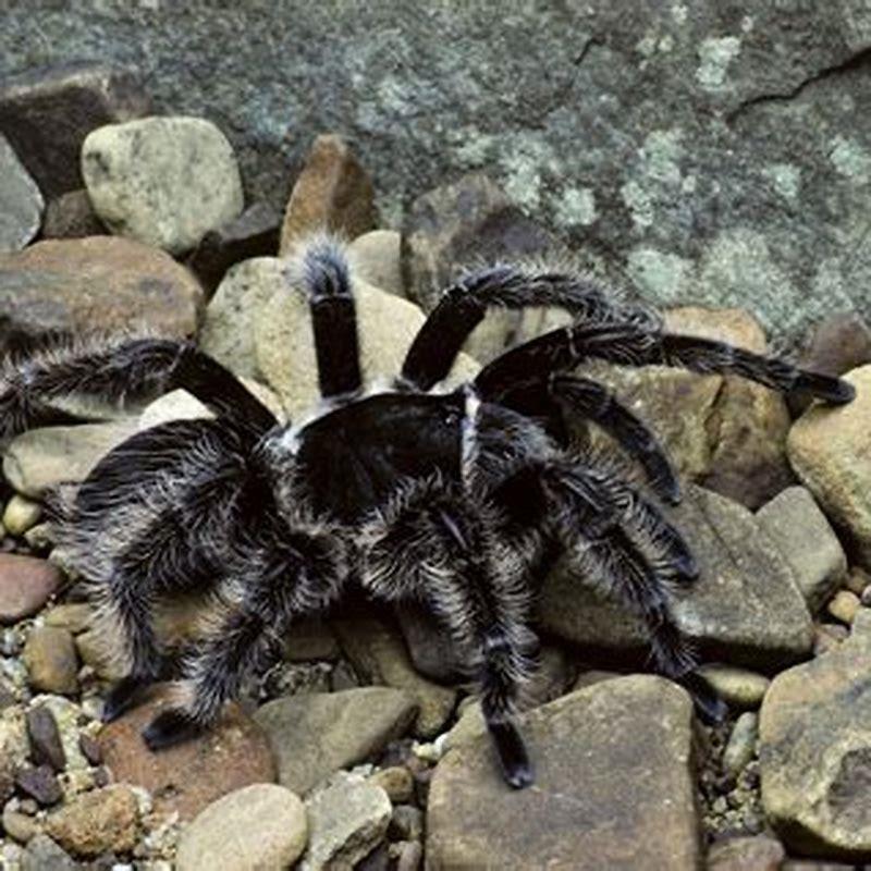 Are tarantulas exotic pets?