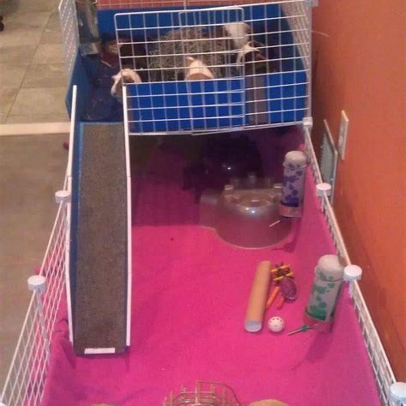 can-guinea-pigs-have-3-story-cages-diy-seattle