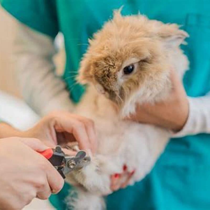 do-pet-rabbits-need-their-nails-trimmed-diy-seattle