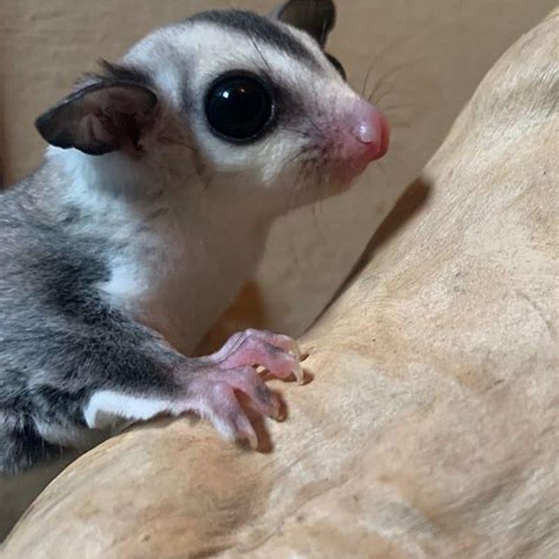 How can you tell if a male sugar glider is neutered?