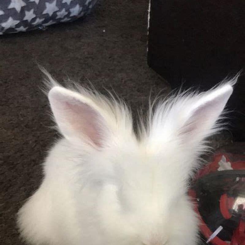 How do you calm a rabbit to cut their nails?