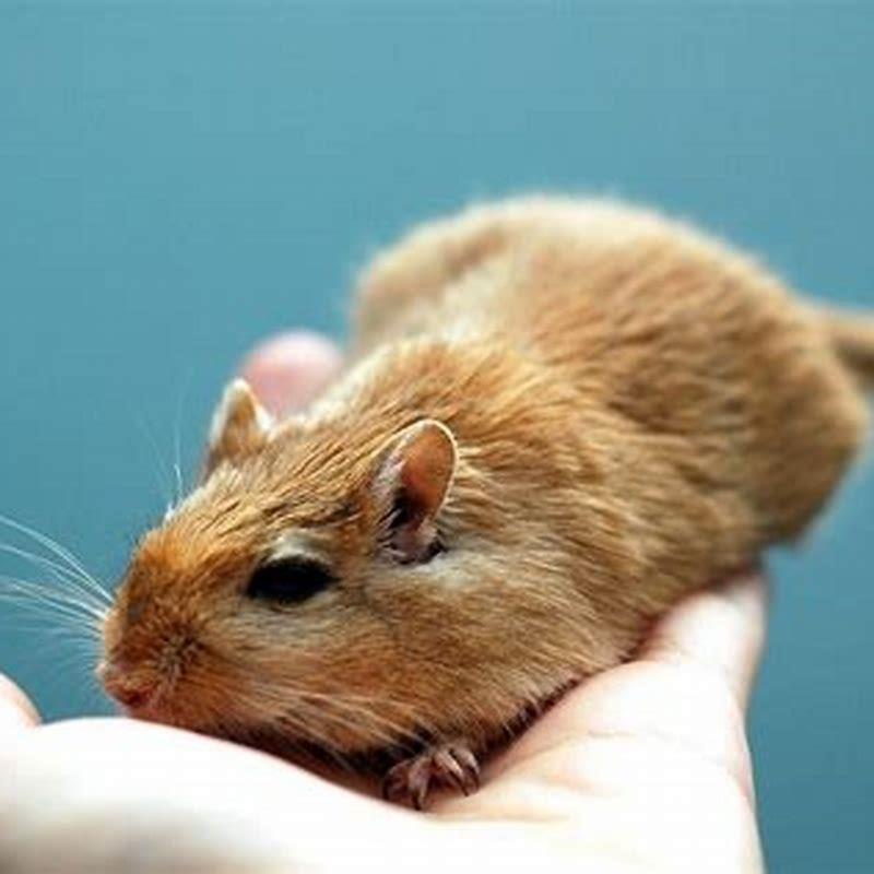How do you know if your gerbil is happy?