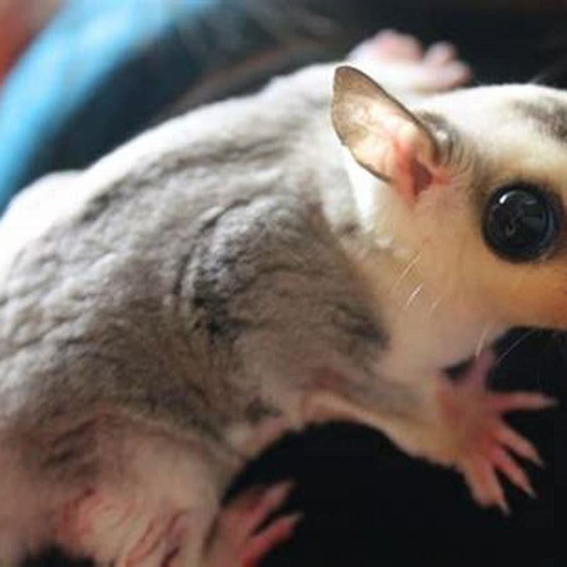 How long do male sugar gliders live?