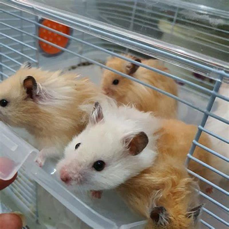 Is it better to have 1 hamster or 2?