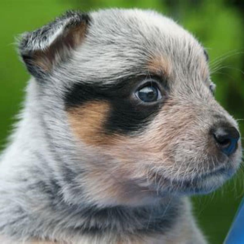 What are the top 10 most smart animals?