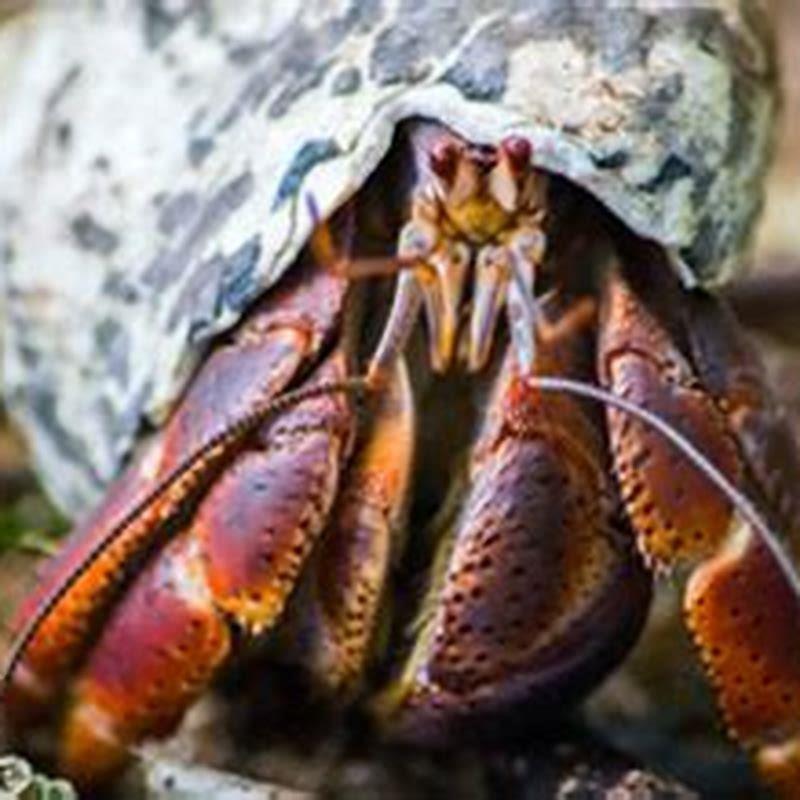 what-do-hermit-crabs-eat-as-pets-diy-seattle