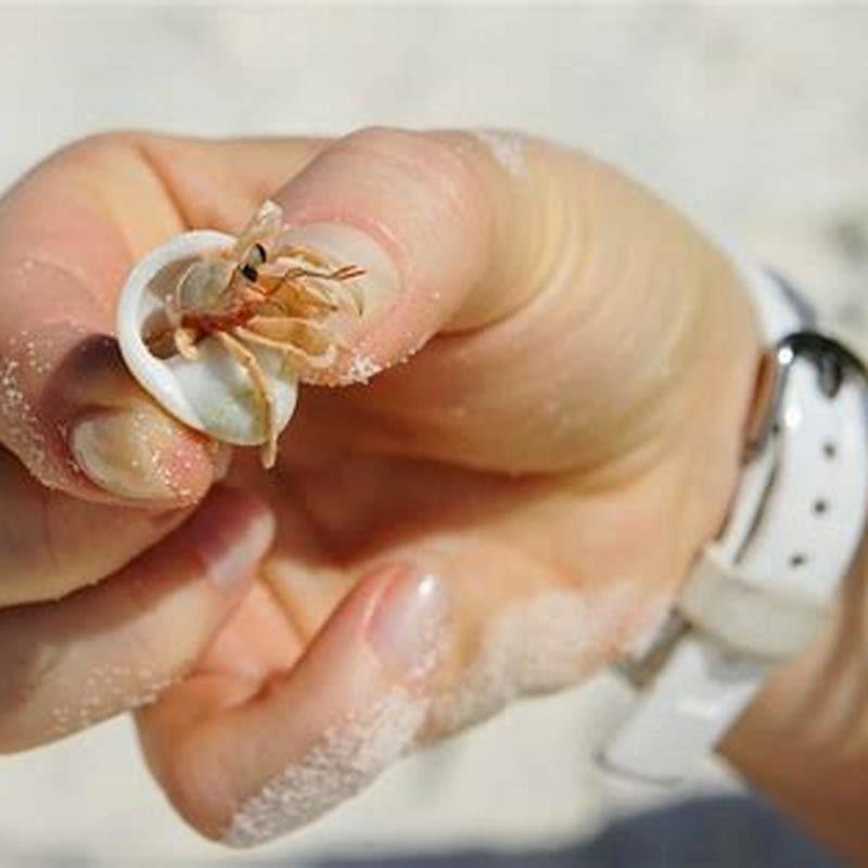 What do you do when a hermit crab comes out of its shell?