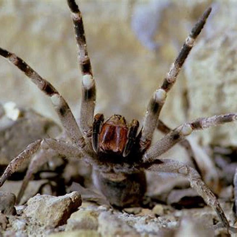 What is the deadliest pet in the world?