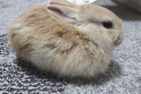 What to do if rabbit is limping?