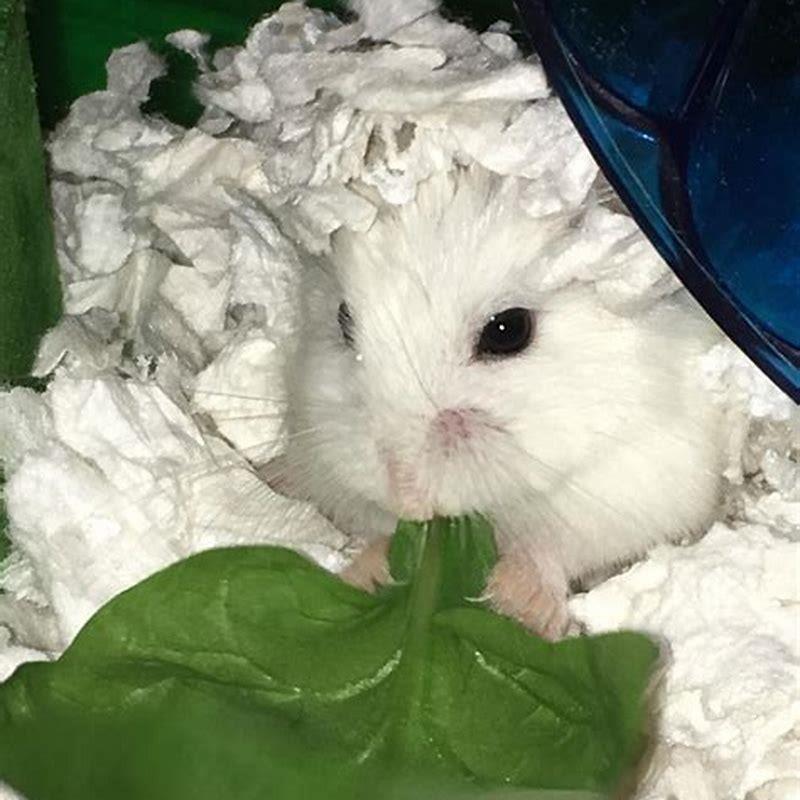 Why is my hamster stuffing his cheeks with food? DIY Seattle